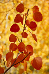 Closeup of red fall leaves surrounded by a sea of golden aspens 