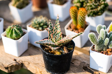 beautiful young cactus