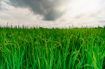 Green rice paddy field. Rice plantation. Organic jasmine rice farm in Asia. Rice growing agricultural farm. Beautiful nature of farmland. Asian food. Paddy field with stormy sky. Plant cultivation.