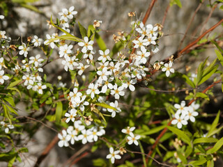 Spiraea thunbergii | Thunberg spiraea or Thunberg's meadowsweet. White flowers and bright green foliage on flexible stems