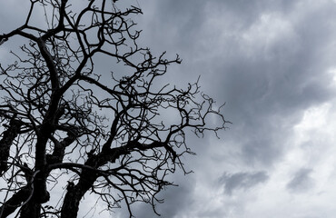 Silhouette dead tree on dark dramatic sky. Dark sky and dead tree background for Halloween day. Dead tree branches. Leafless tree isolated on gray sky. Background for sad and lonely moment.
