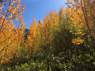 Golden and orange fall colors on a sunny autumn day