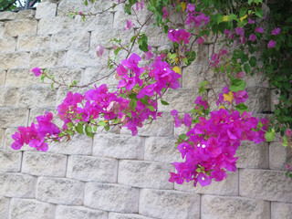 Purple flowering bougainvillae against grey concrete block wall