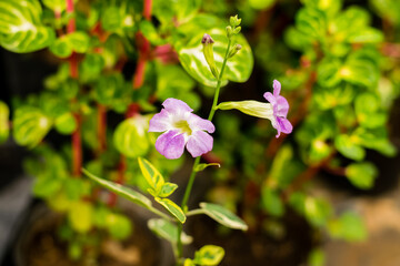 Justicia Gangetica flower