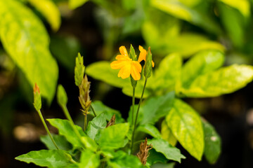 Orange Flower of Barleria strigosa Willd