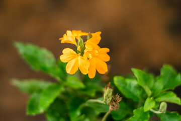 Orange Flower of Barleria strigosa Willd