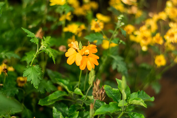 Orange Flower of Barleria strigosa Willd