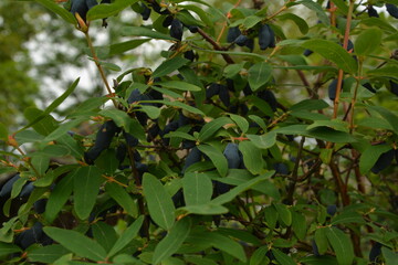 Berries on the bush during harvest. Blue Honeysuckle (Lonícera caeruléa) - deciduous shrub with...