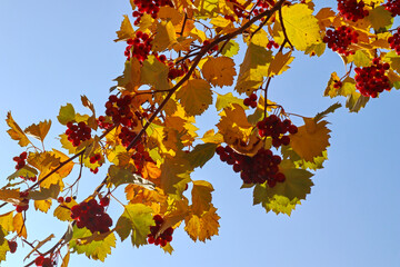 Red berries and yellow leaves of hawthorn. Bright autumn view of tree branches against the blue sky.
