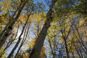 A close-up view of aspen trees and trunks, with golden yellow fall colors