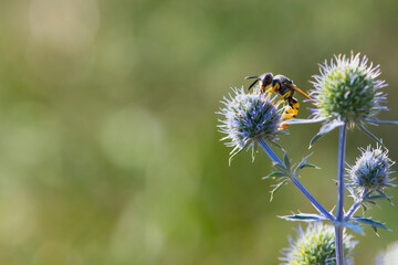 
wasp on a blue spiny field plant