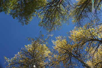 A view of trees with golden yellow fall colors, framing a deep blue sky