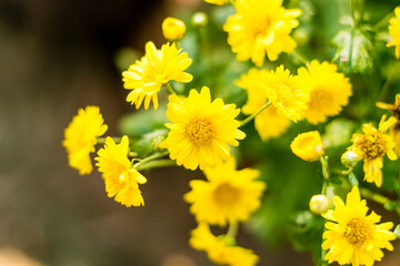 Chrysanthemum flower yellow
