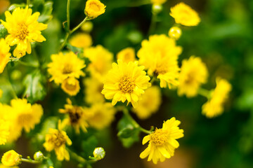 Chrysanthemum flower yellow