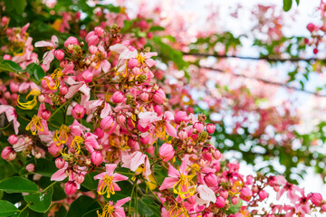 Cassia bakeriana Craib,