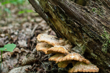 The mushroom grows in the forest on an old tree trunk. Mushroom sulphur shelf or chicken-of-the-woods (Laet porus sulph reus) in the forest. Selective focus, film grain