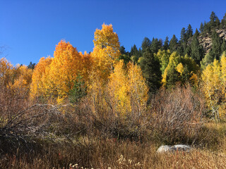 Fototapeta premium Vivid gold and orange fall colors at Hope Valley in California, on a bright sunny day with vivid blue skies