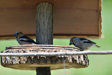Hawfinch sitting on the rack with sunflower in its beak