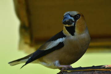 Two Hawfinchs eating sunflowers and seeds on the fodder rack 