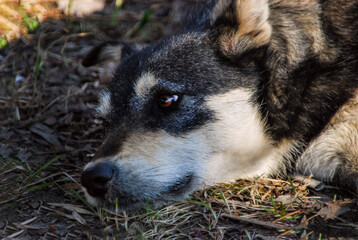 sad look of a homeless dog on the grass, close-up. Concept of animal protection