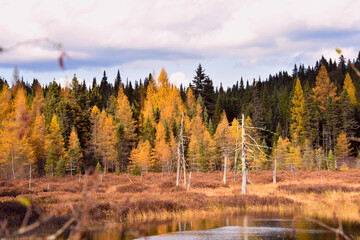 Lake with fall colors in Canadian forest, Quebec