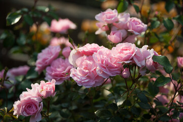 Obraz na płótnie Canvas Light pink rose on with deep green leaf in garden