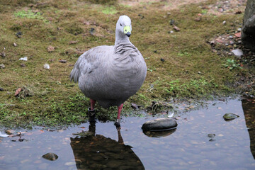 A view of a Cape Barren Goose