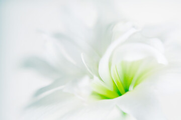 White flowers background. Macro of white and green petals 