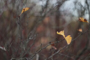 A blurry photo of a tree