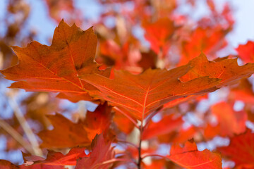 Red maple leaves from below in the sun