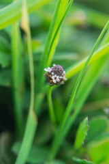 butterfly on the grass