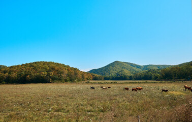 Panorama of a field with mountains and cows.