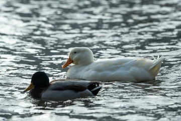 Rare white duck mutant on the lake water surface in nature wild life with wild ducks