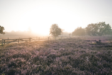 Morning lights and purple heather flowers at Barger Heide near Stade in Germany - obrazy, fototapety, plakaty