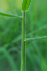 close up of a green grass