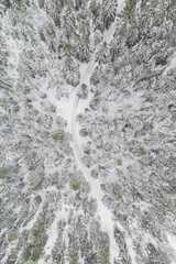 Aerial view at the winter forest. Pine trees as a background. Winter landscape from air. Natural forest background. Forest background from drone