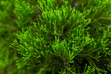 Close up leaf of plant in summer time. Beautiful green fresh.