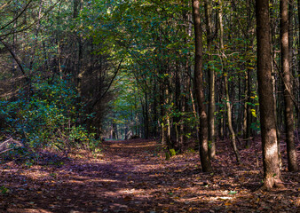 Autumn landscapes of nature, forest, nature, fungi, plants, leaves in October. captured from a distance that's approximately the same distance. It's the area and territories of Rcklinghausen and Oer-E