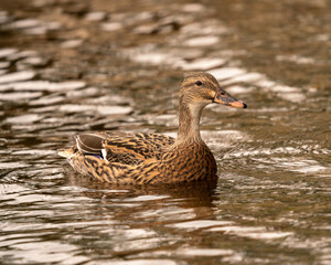 Mallard Duck The Water 
