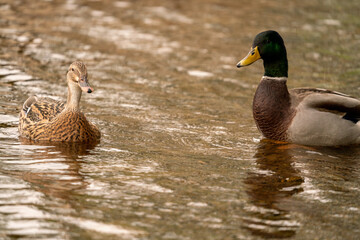 Mallard Duck on the water