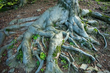 tangled root of an ancient tree