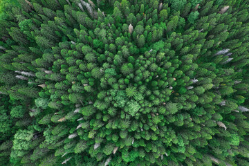 Aerial top view of summer green trees in forest in rural Russia, Ural near Perm. Drone photography
