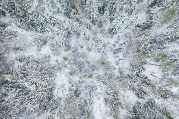 Aerial view at the winter forest. Pine trees as a background. Winter landscape from air. Natural forest background. Forest background from drone
