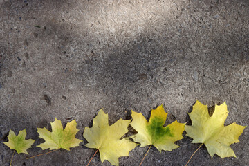 autumn yellow maple leaves on black asphalt - Powered by Adobe
