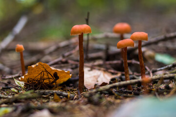 Autumn landscapes of nature, forest, nature, fungi, plants, leaves in October. captured from a distance that's approximately the same distance. It's the area and territories of Rcklinghausen and Oer-E