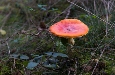 Autumn landscapes of nature, forest, nature, fungi, plants, leaves in October. captured from a distance that's approximately the same distance. It's the area and territories of Rcklinghausen and Oer-E