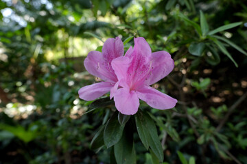 Purplish red flowers of Bauhinia blakeana, commonly called the Hong Kong orchid tree, a legume tree of the genus Bauhinia, with large thick leaves and striking purplish red. Blooming flower in park.