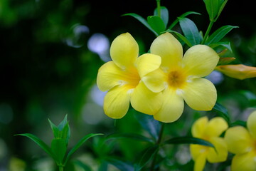 Fototapeta na wymiar Allamanda cathartica beautiful yellow flower in the sun