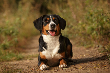 entlebucher sennenhund dogs outdoor