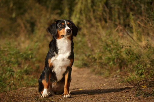 entlebucher sennenhund dogs outdoor